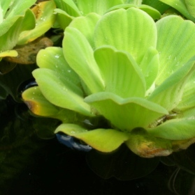 Pistia stratiotes (water lettuce)